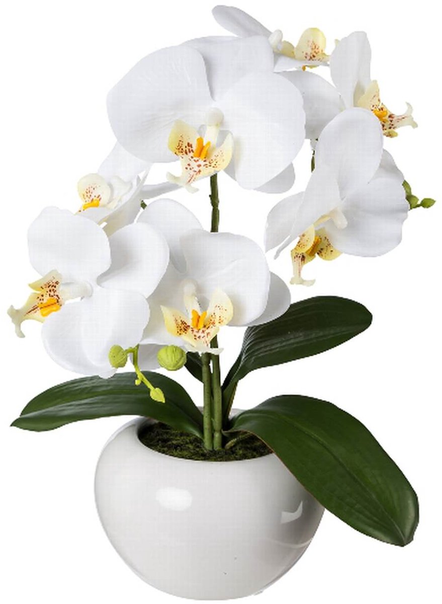 Gasper Vlinderorchidee Phalaenopsis Wit in Keramiek Pot 35 cm
