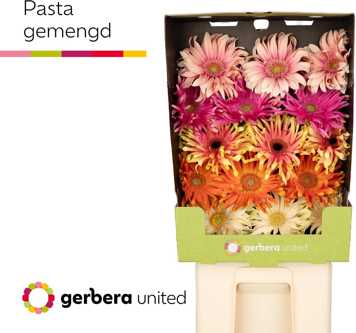 15x Gerb.pasta mix var. 70cm