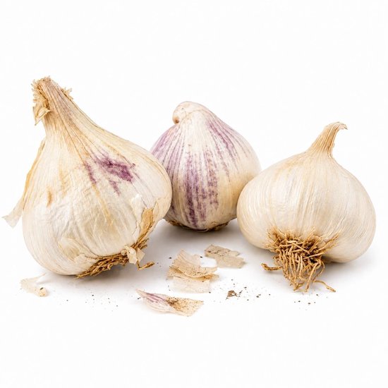 Plantknoflook Thermidrome – 3 Bollen Witte Knoflook