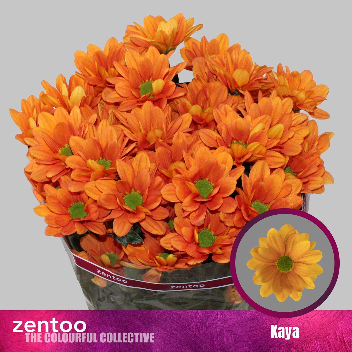 10x Chrysant kaya+ 70cm