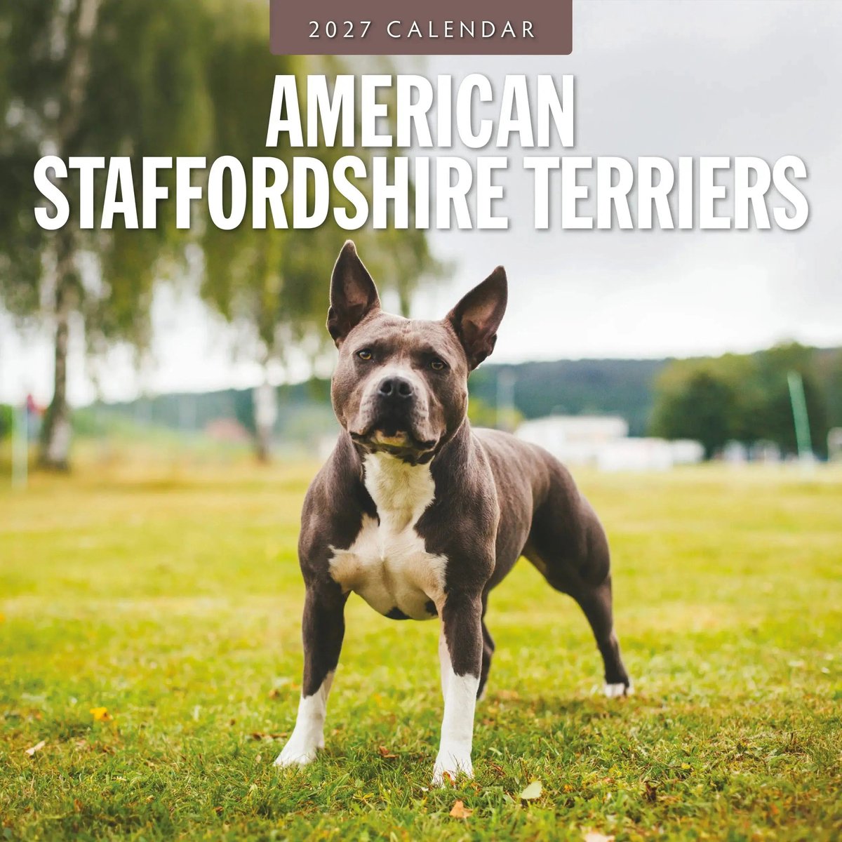 American Staffordshire Terrier Kalender 2027