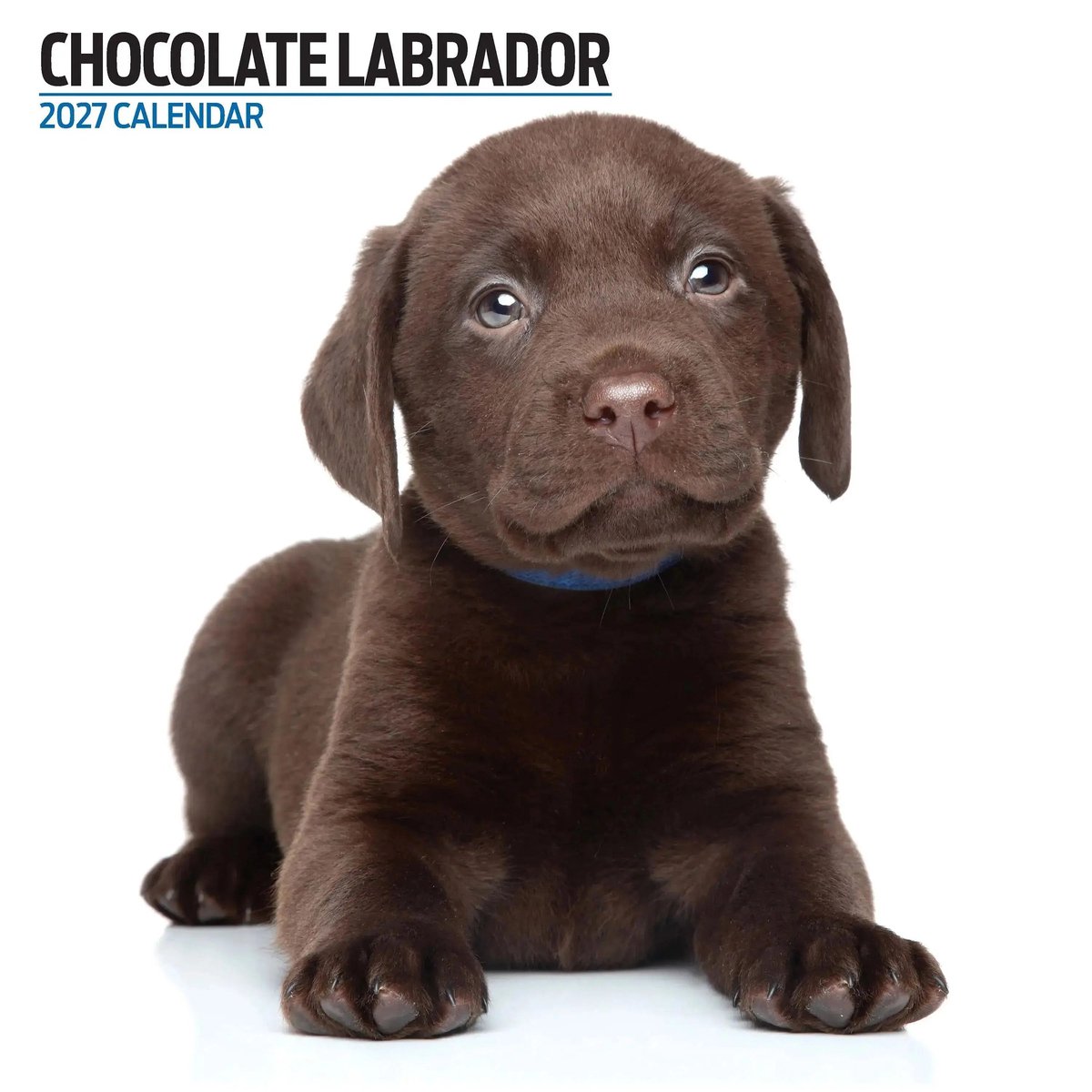 Labrador Retriever Bruin Modern Kalender 2027