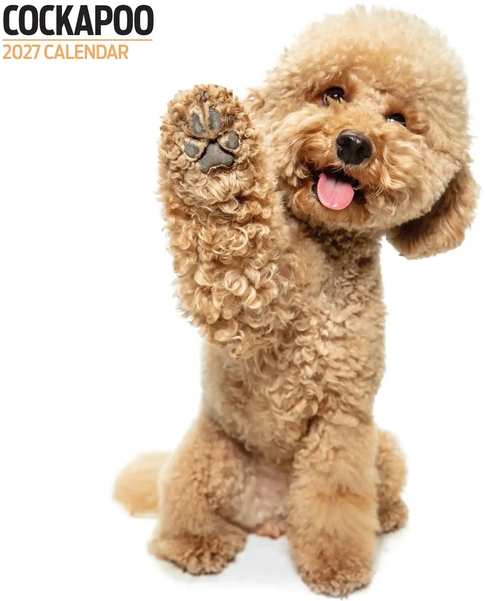 Cockapoo Modern Kalender 2027
