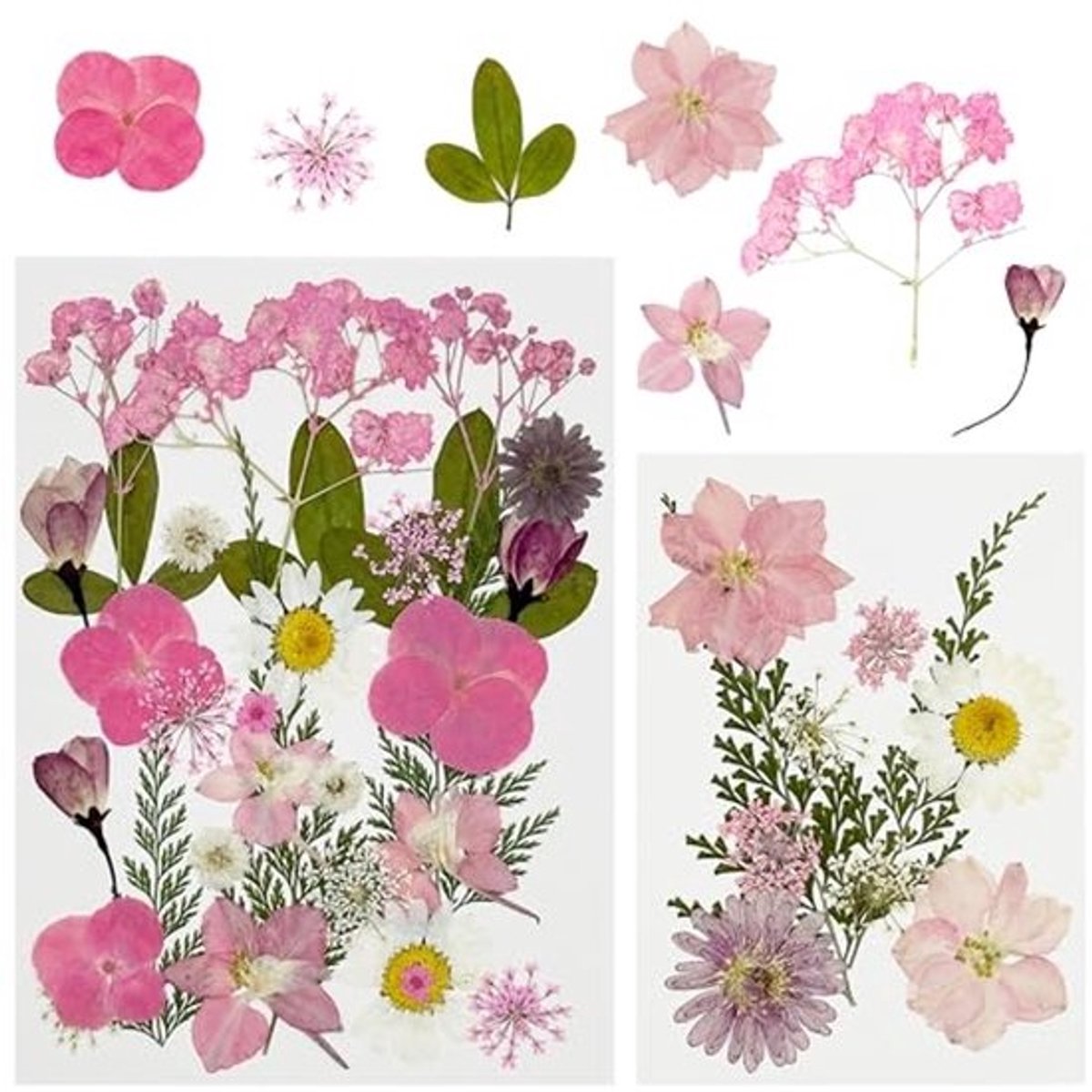 40 Stuks Natuurlijke Gedroogde Geperste Bloemen voor Creatieve Projecten