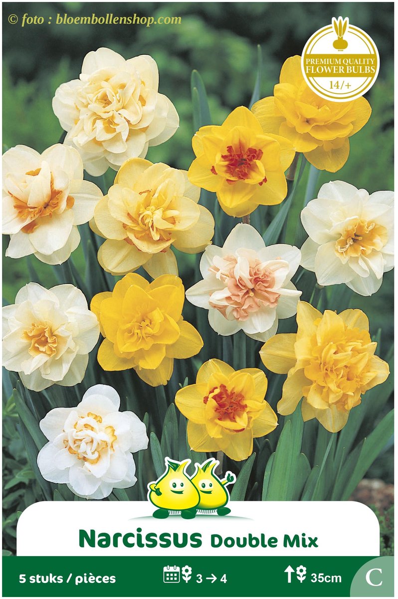 3 Zakjes Narcis Dubbel mix maat 14/+