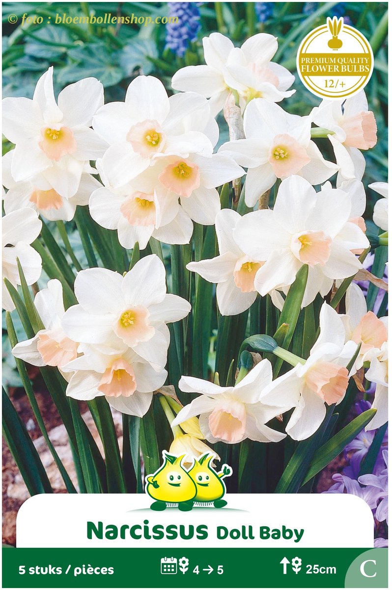 3 Zakjes Botanisch Narcis Bell song - Doll Baby maat 12/+