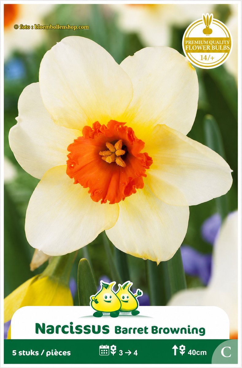 3 Zakjes Narcis Trompet Barret Browning maat 14/+