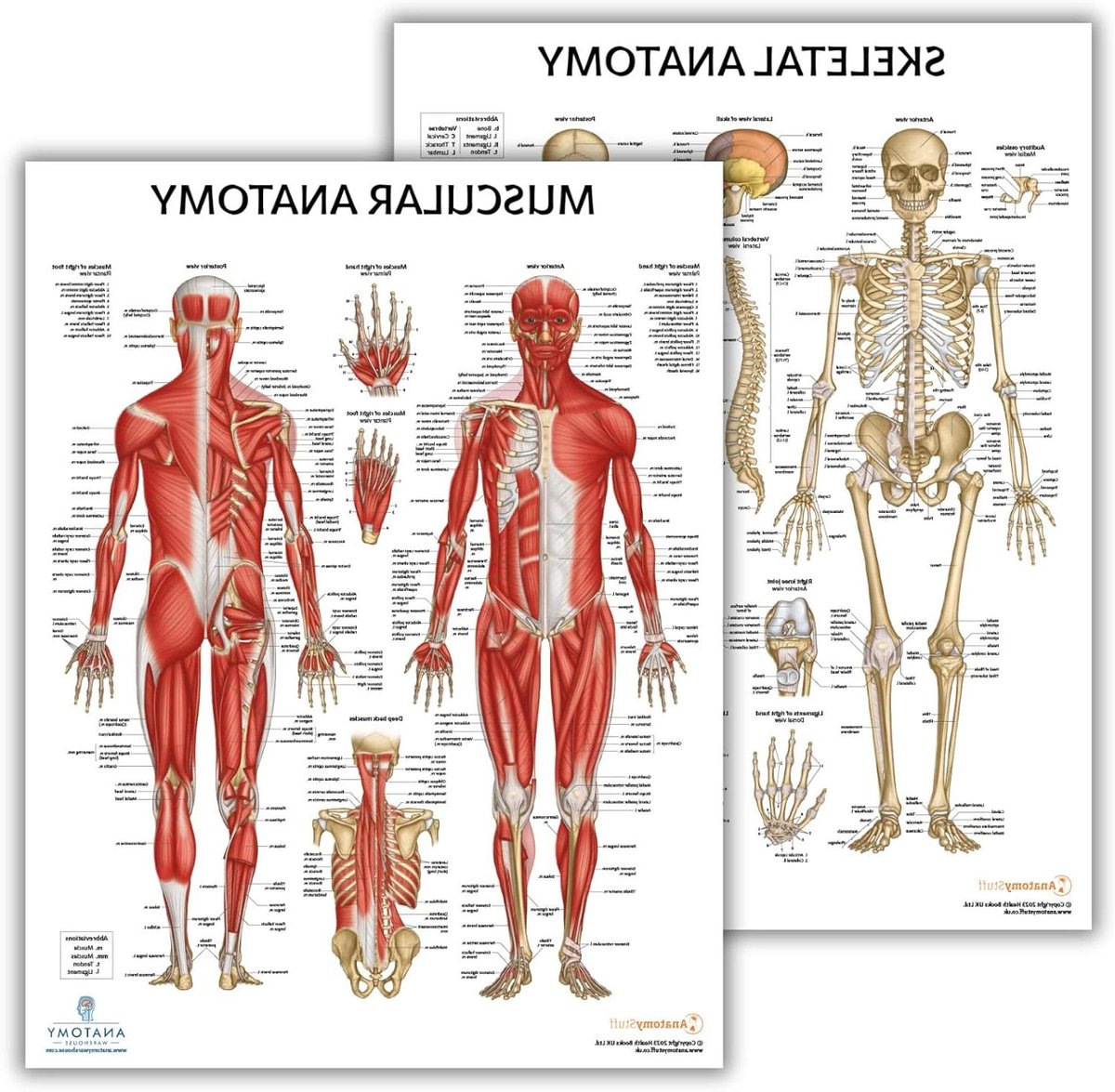 Anatomie Poster Set - Spier Skelet Kaart - Leren Lichaam - Gedetailleerde Medische Tekeningen - 173 x 225 inch