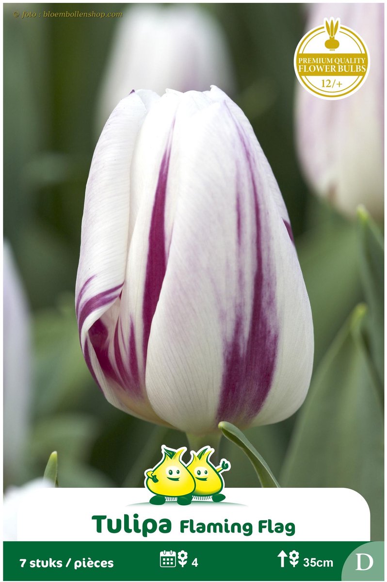 2 Zakjes Triumph Tulpen Flaming Flag maat 12/+
