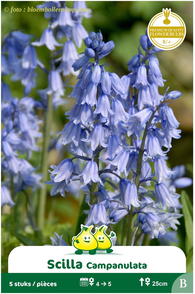 4 Zakjes Scilla Campulata Blauw maat 8/+