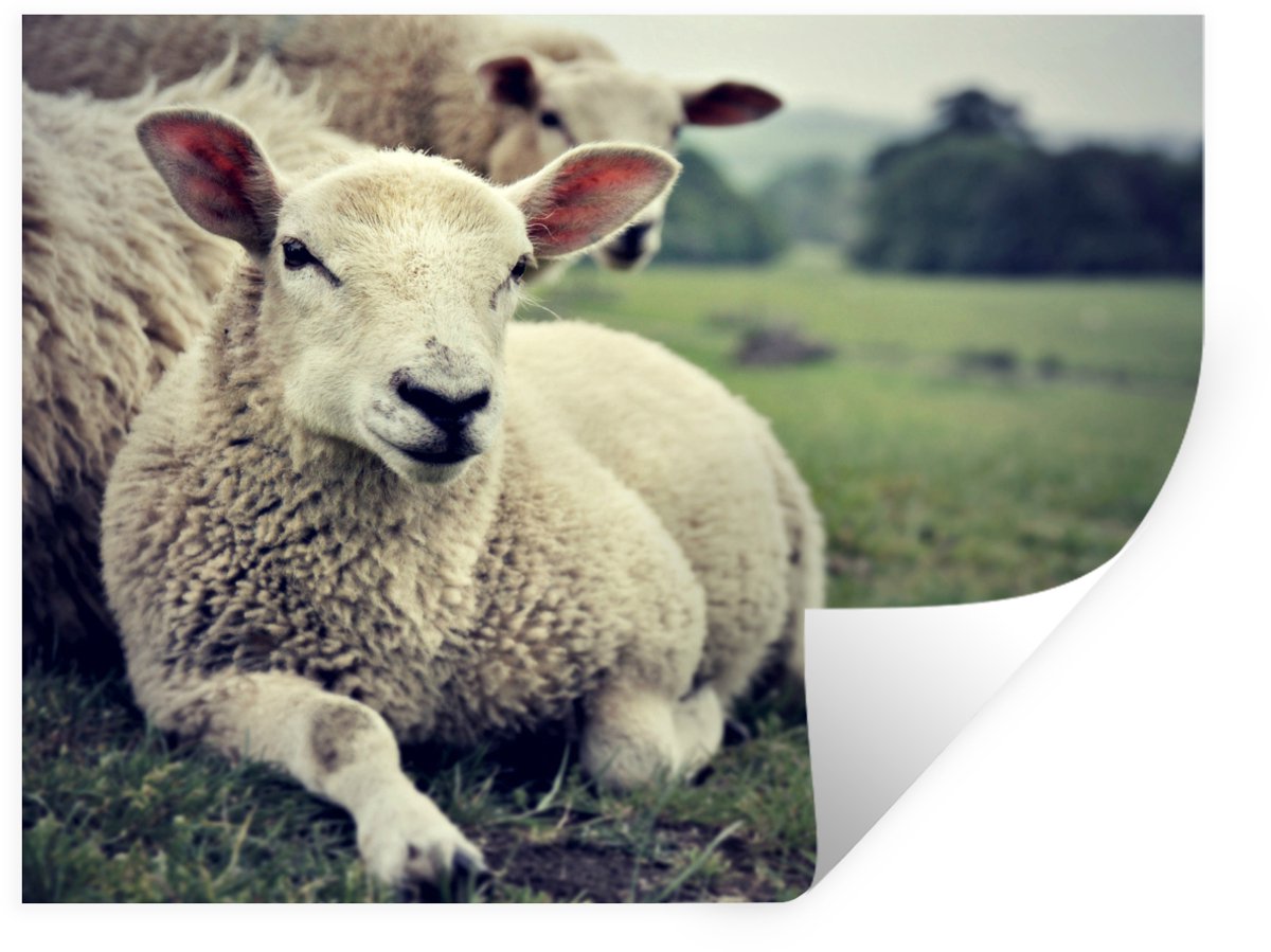 Muurstickers - Sticker Folie - Schapen - Lam - Gras - 160x120 cm - Plakfolie - Muursticker