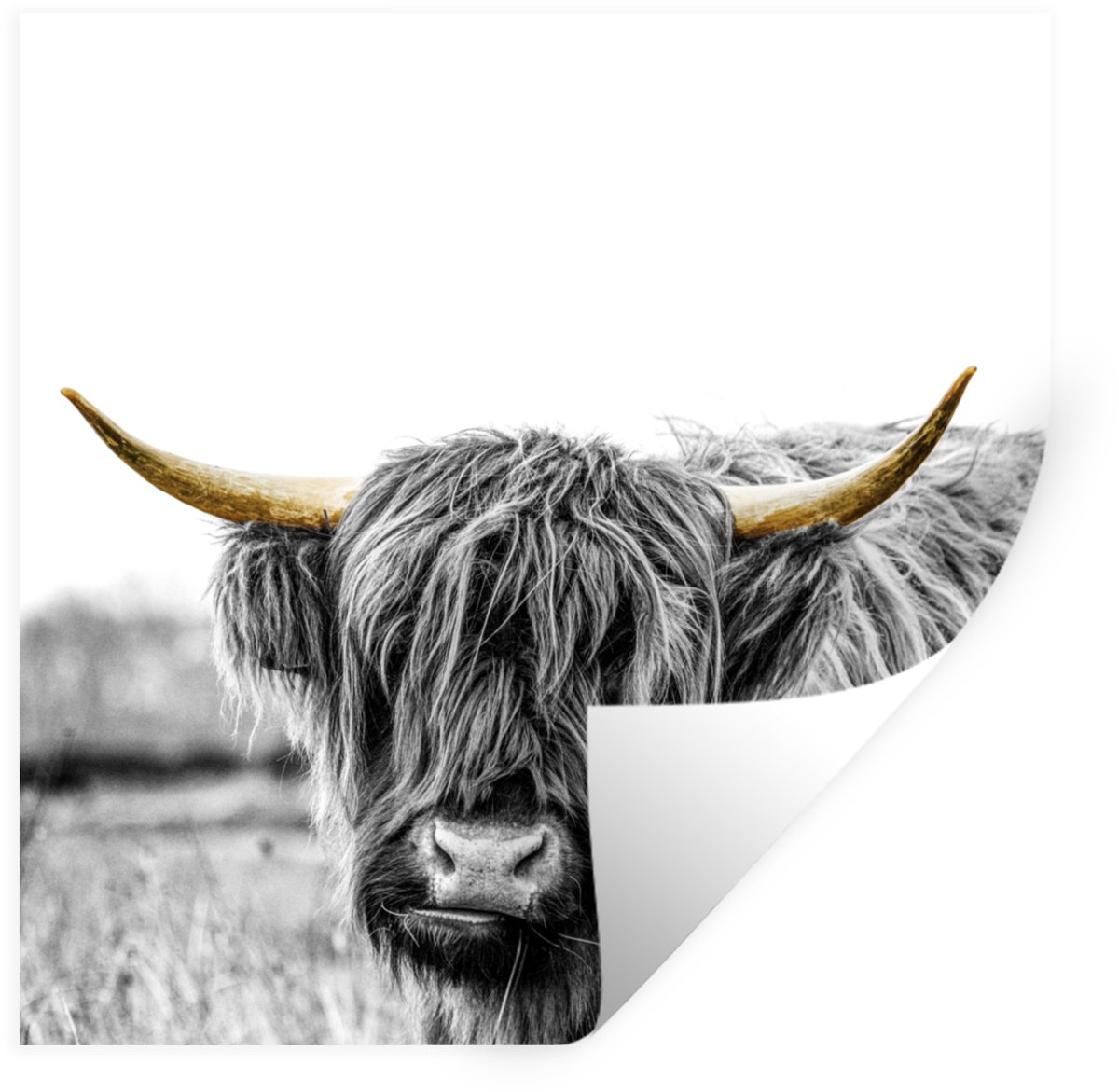 Muurstickers - Sticker Folie - Schotse Hooglander - Natuur - Gouden Hoorns - 50x50 cm - Pl