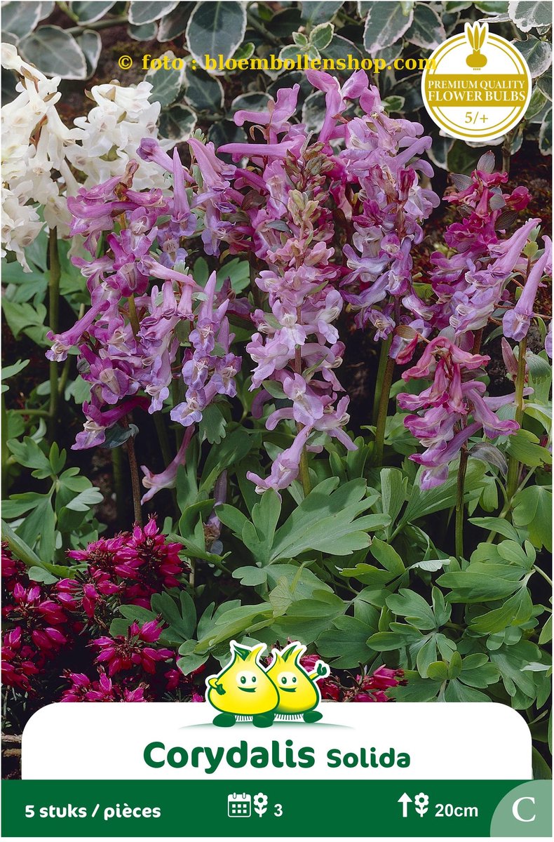 15 bollen Corydalis Solida maat 5/+