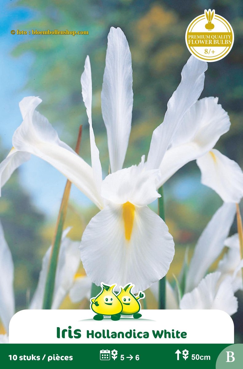 4 Zakjes Iris White Excelsior maat 8/+
