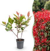 Green boutiQ - 24x Photinia fraseri Little Red Robin - Glansmispel - Haagplanten - Groenblijvend - Rood - Pot 9cm - Hoogte 25-35cm