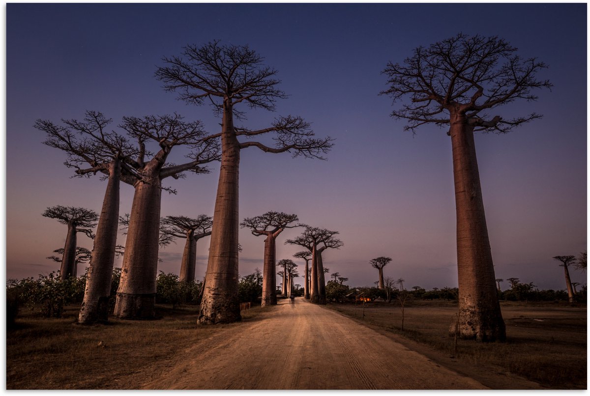 Poster 120x80 cm - Laan van baobab bomen in Madagaskar - Posters - Kamer decoratie - Wandd