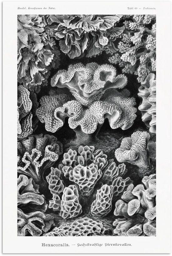 Posters - Ernst Haeckel - Kamer decoratie aesthetic - Natuur - Vintage - Zwart wit - Oude meesters - Kamer decoratie tieners - Wanddecoratie - 20x30 cm