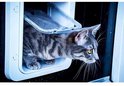 Een gestreepte grijze kat beweegt zich door een wit kattenluik met een transparant flapje.