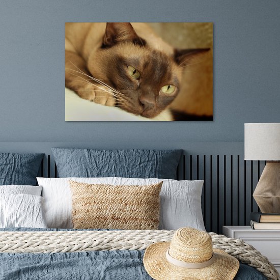 Poster Bruin gekleurde Burmese kat - 60x40 cm