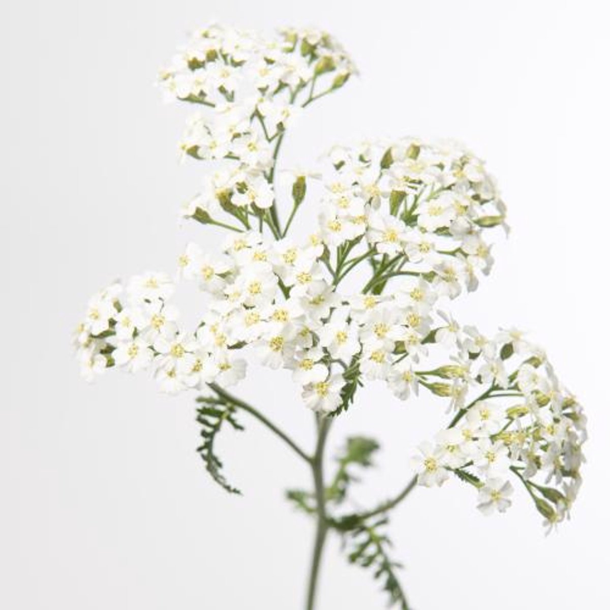 10x Achil.white beauty 50cm
