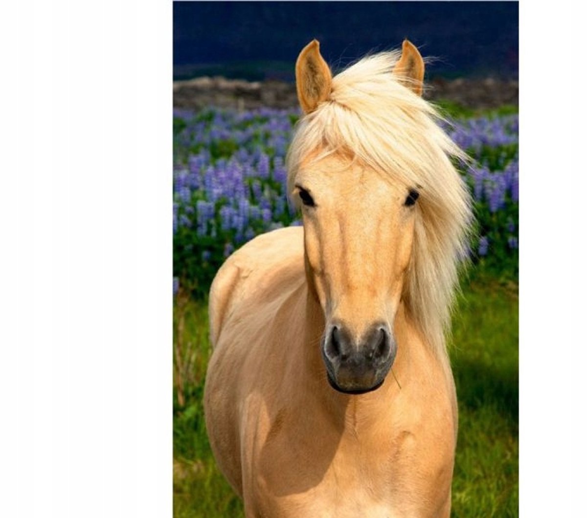 5D Diamant Schilderen Kit - Paard 30x40cm - Knutselen voor Volwassenen