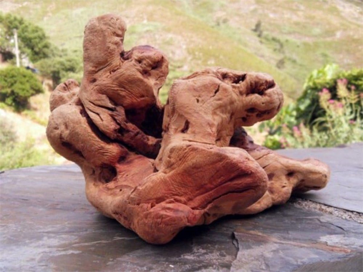 Chewing root L - natuurlijke tandheelkundige zorg - gezond kauwgenot - stimuleert tandvlees - ShopVlot