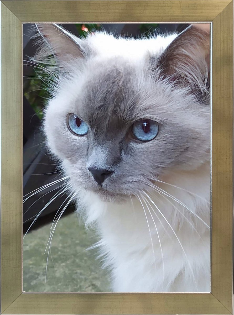 Fotolijst 20x30cm Titan Goud - Staand en Ophangbaar