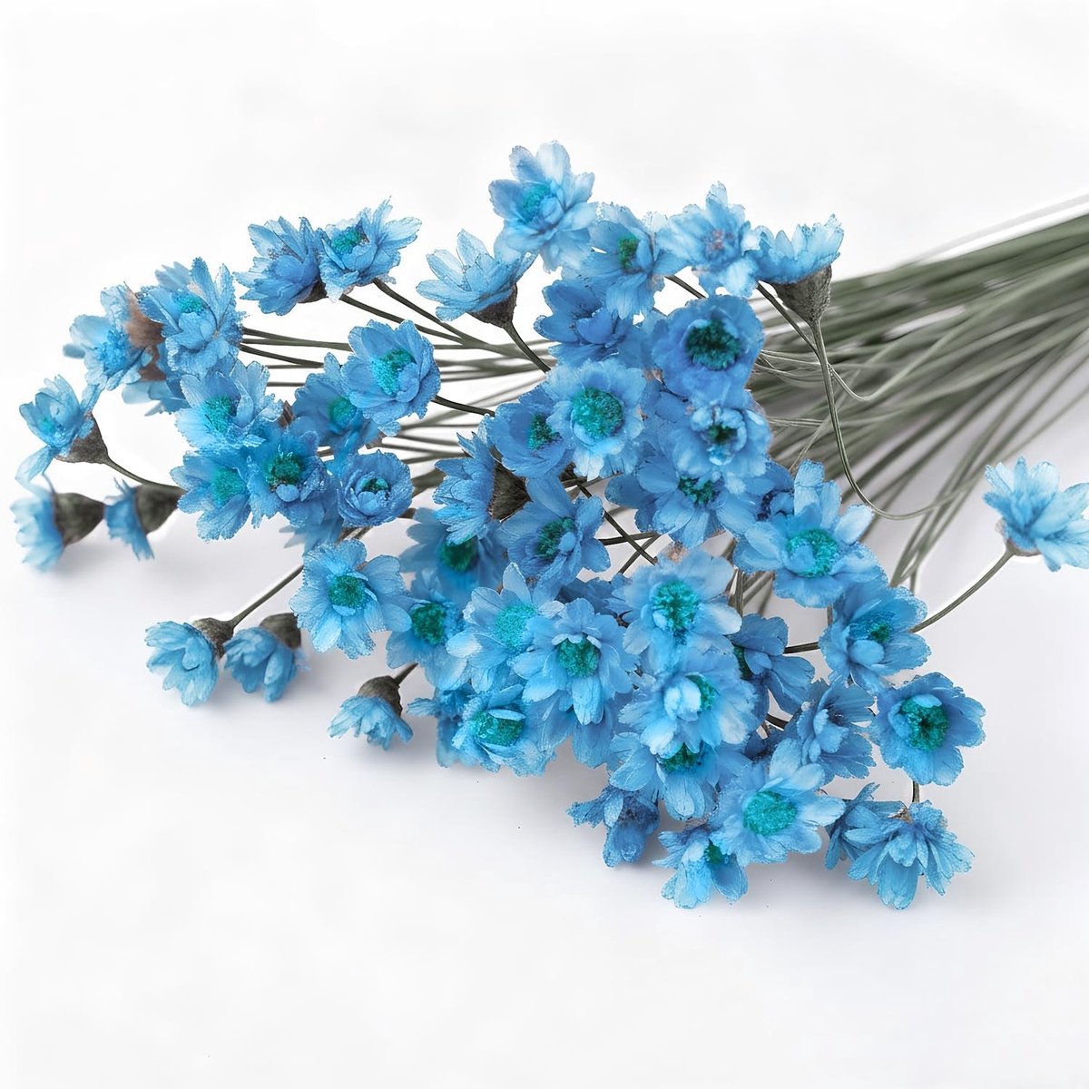 Solidchoice - 100 Stuks Blauwe Sterbloemen voor DIY Decoraties
