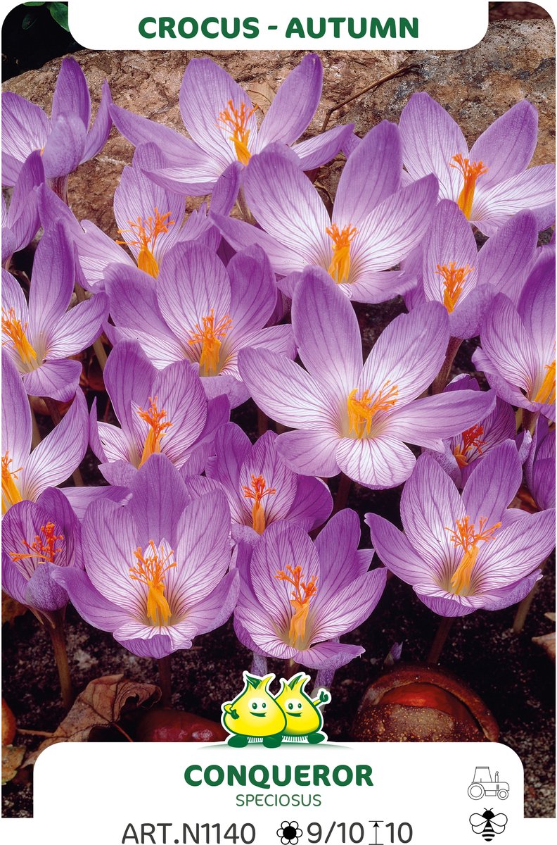 50 Bollen Crocus Herfstbloeiend Conqueror maat 6/+