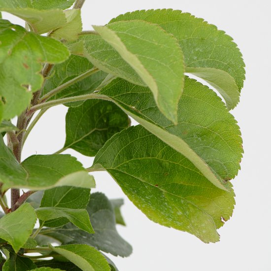 Detail van groene appelboombladeren met fijne nerven en lichte vlekken.