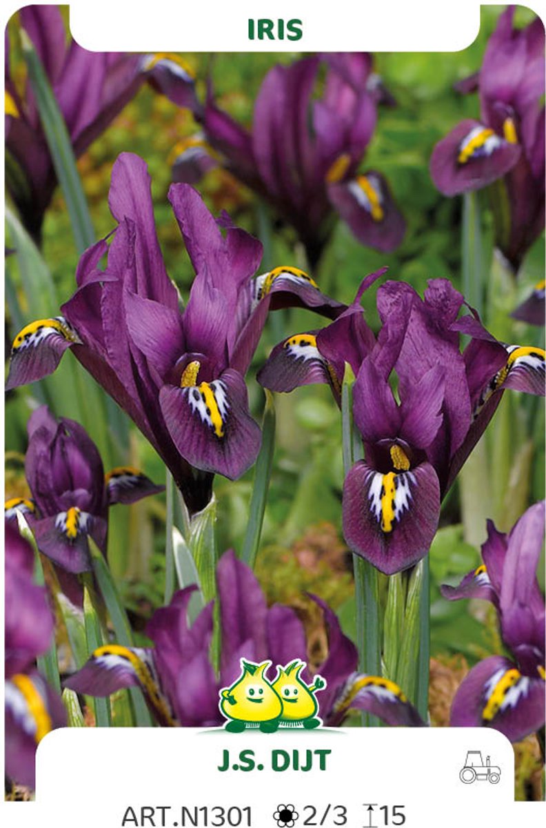 30 Bollen Iris JS Dijt maat 6/+
