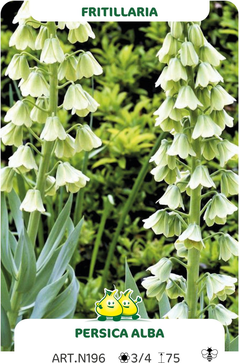 2 Bollen Fritillaria Persica Alba maat 20/+