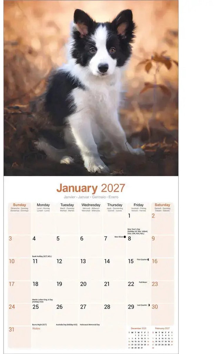Border Collie Kalender 2027