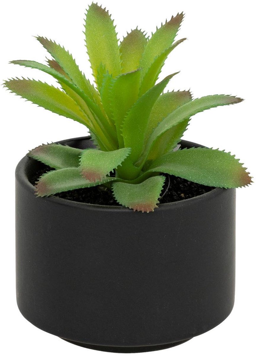 Vetplant in pot ANDA