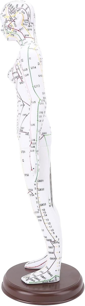 Acupunctuur Model 52 Cm - PVC Materiaal - Vrouwelijk - Ideaal voor lesdemonstraties - ShopVlot