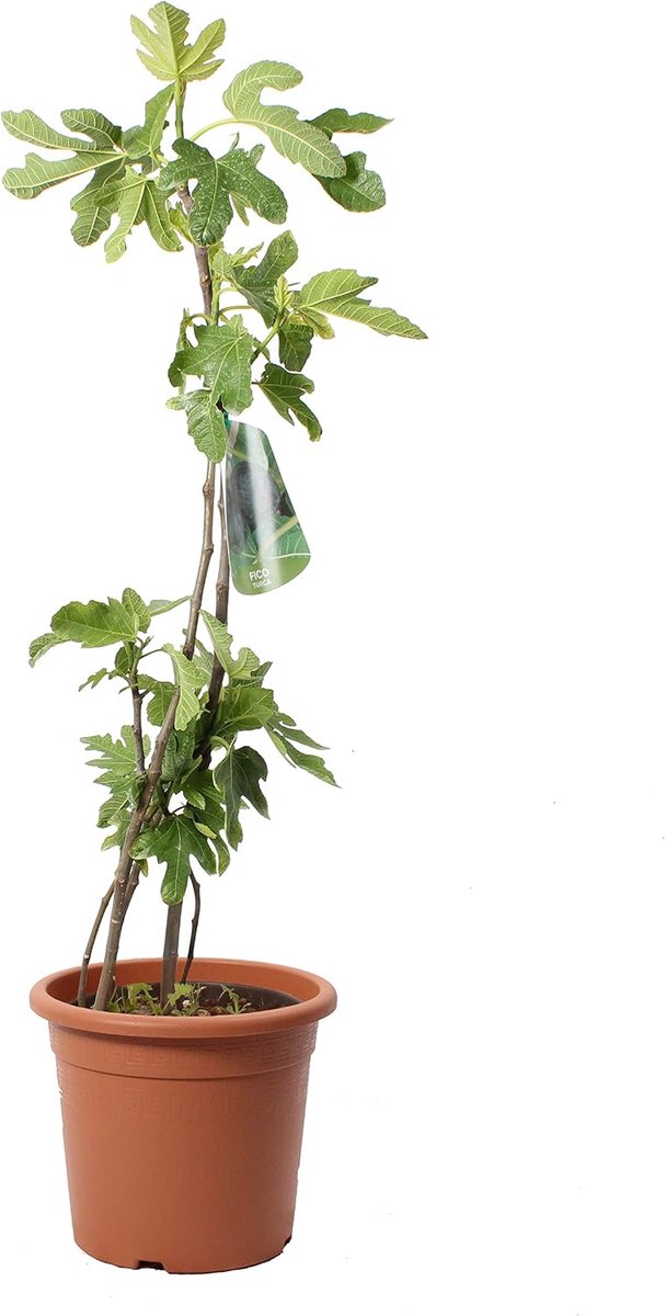 - Ficus Carica - Gewone vijgenplant - Fruitplanten voor buiten - Echte tuinplant - H 80-100 cm Pot Ø 24 cm