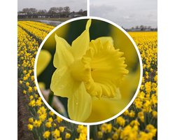 InVolleBloei Narcissenbollen 'Dutch Master' – 30 stuks – Gele Narcissen – Trompetnarcis – Voorjaarsbloemen – Bloembollen najaar planten