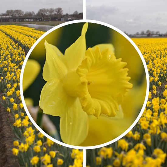 Een close-up van een gele trompetnarcis met waterdruppels, omgeven door een veld met gele narcissen.