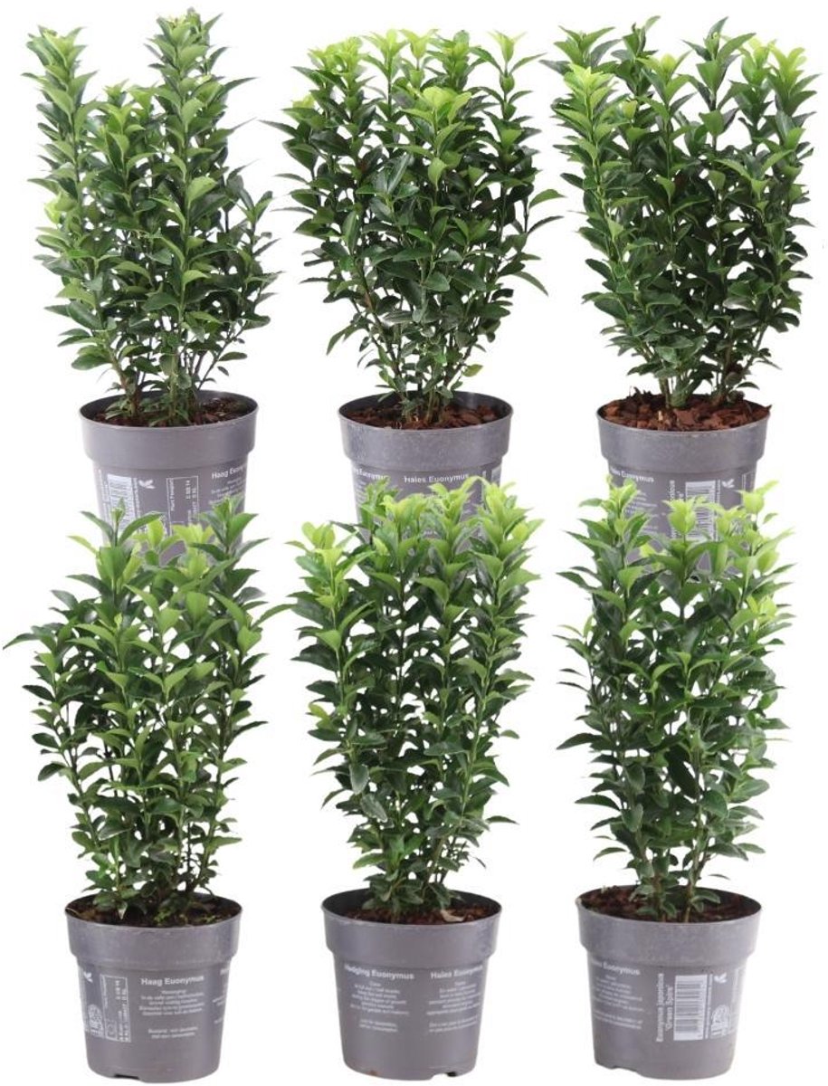 Plants by Frank - 1 meter Groene Kardinaalsmuts haag - Euonymus japonicus 'Green Spire' - Set van 6 winterharde haagplanten - Groenblijvende haag - Vers van de kwekerij geleverd