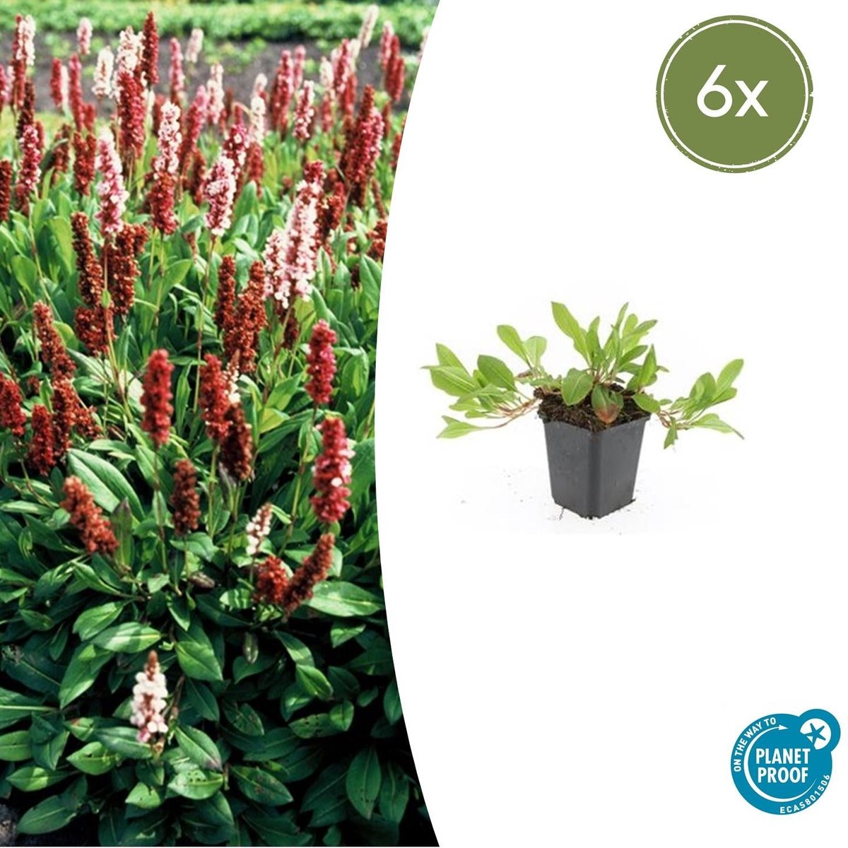 6x Persicaria aff. 'Darjeeling Red' - 10-25cm - Ø9cm