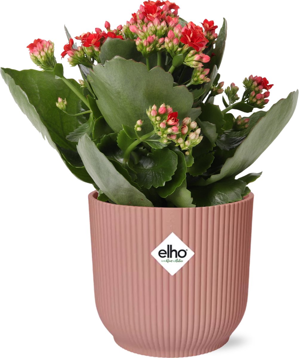 Mother's Day - Kalanchoe Rosalina Don Justino Rood + ELHO Vibes Fold 14cm roze