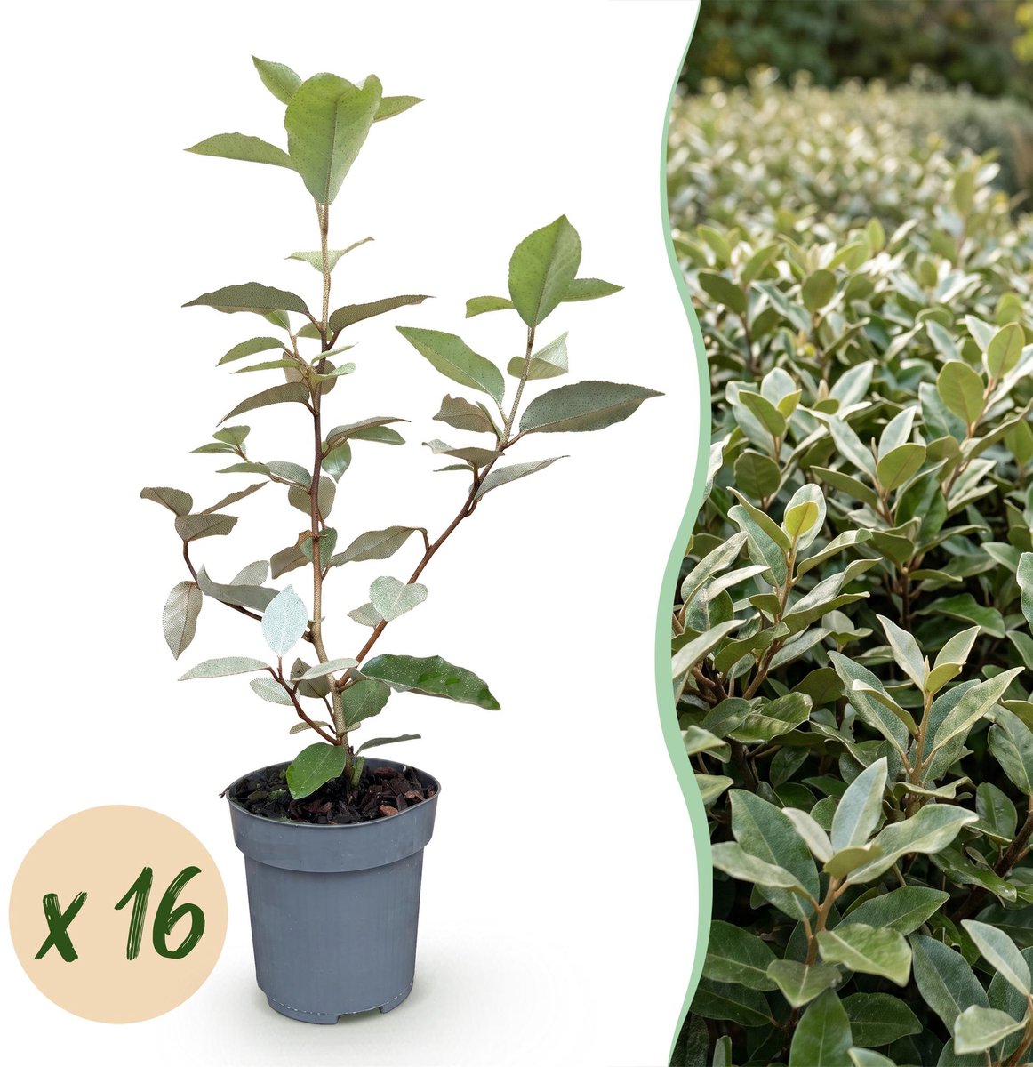 16x Eleagnus ebbingei Compacta - Olijfwilg - Haagplanten - Groenblijvend - Grijs - Pot 9cm - Hoogte 25-35cm