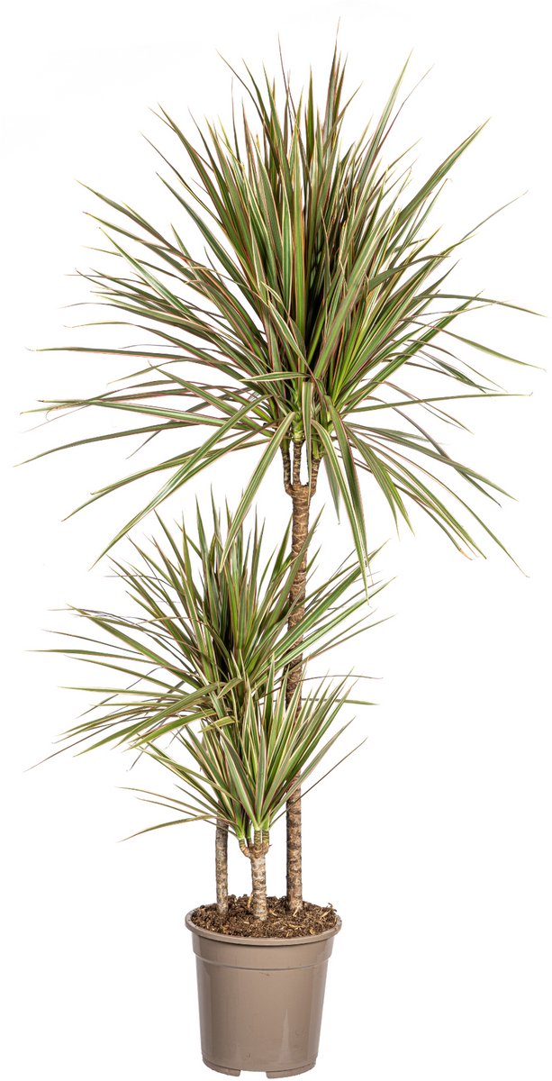 Dracaena Marginata Bicolor Ø21cm - 110 - 130cm