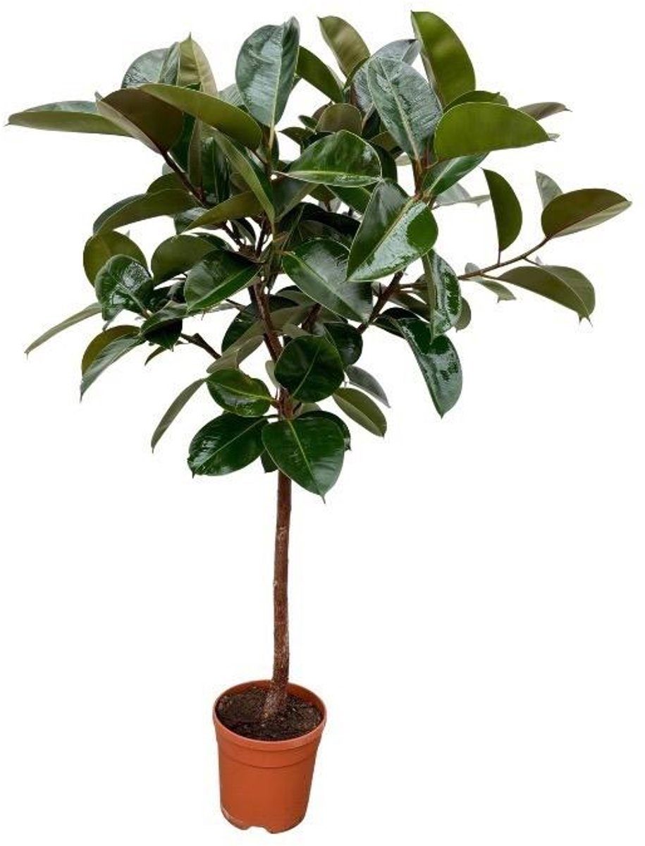 Ficus Elastica Robusta stam - 120 cm - Ø24cm
