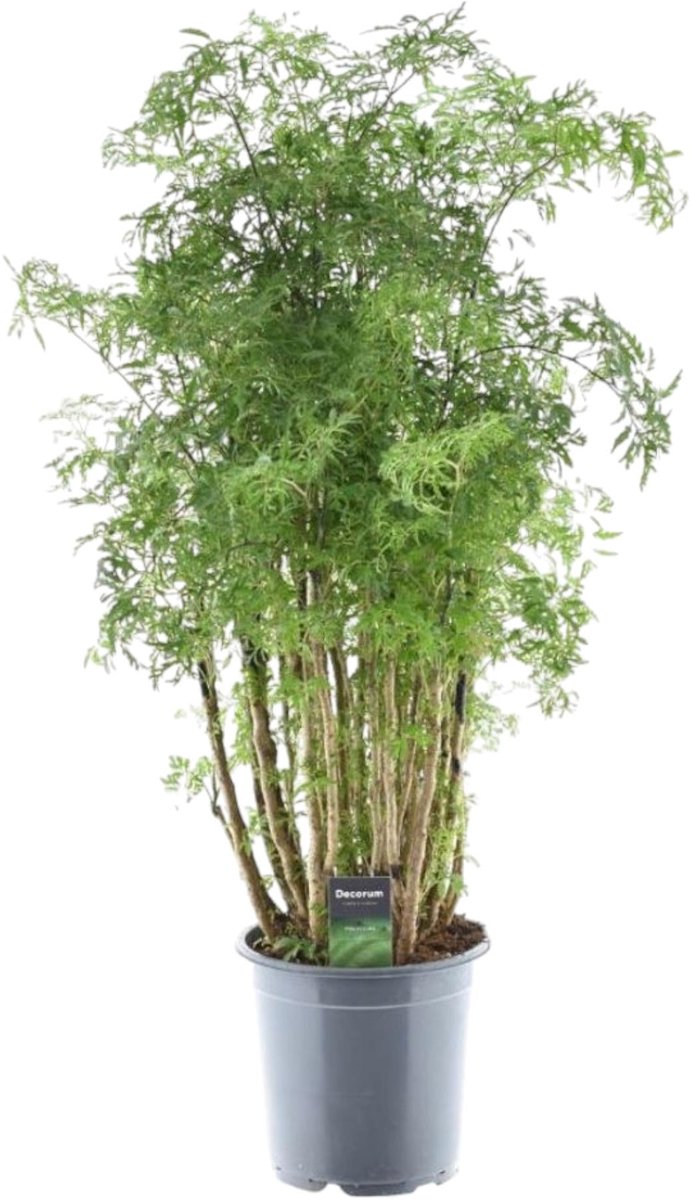 Polyscias Hawaiiana Ming - 90 cm - Ø24cm