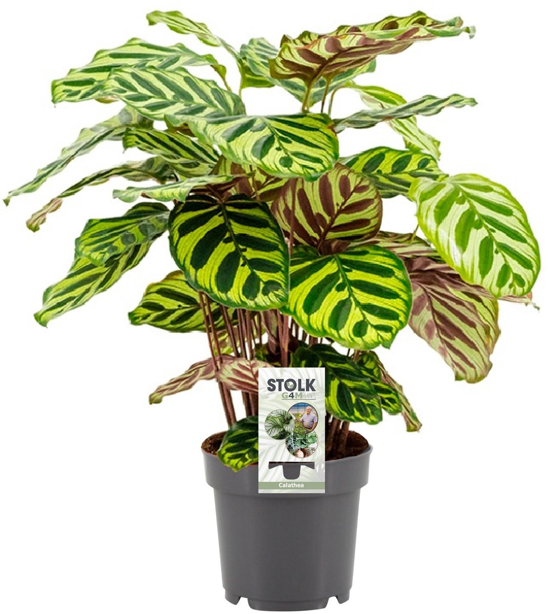 Calathea Makoyana - Ø14cm - 45cm