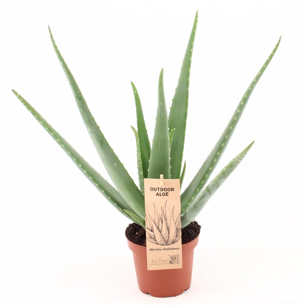 Aloe Vera P14 - Ø14cm - 45cm