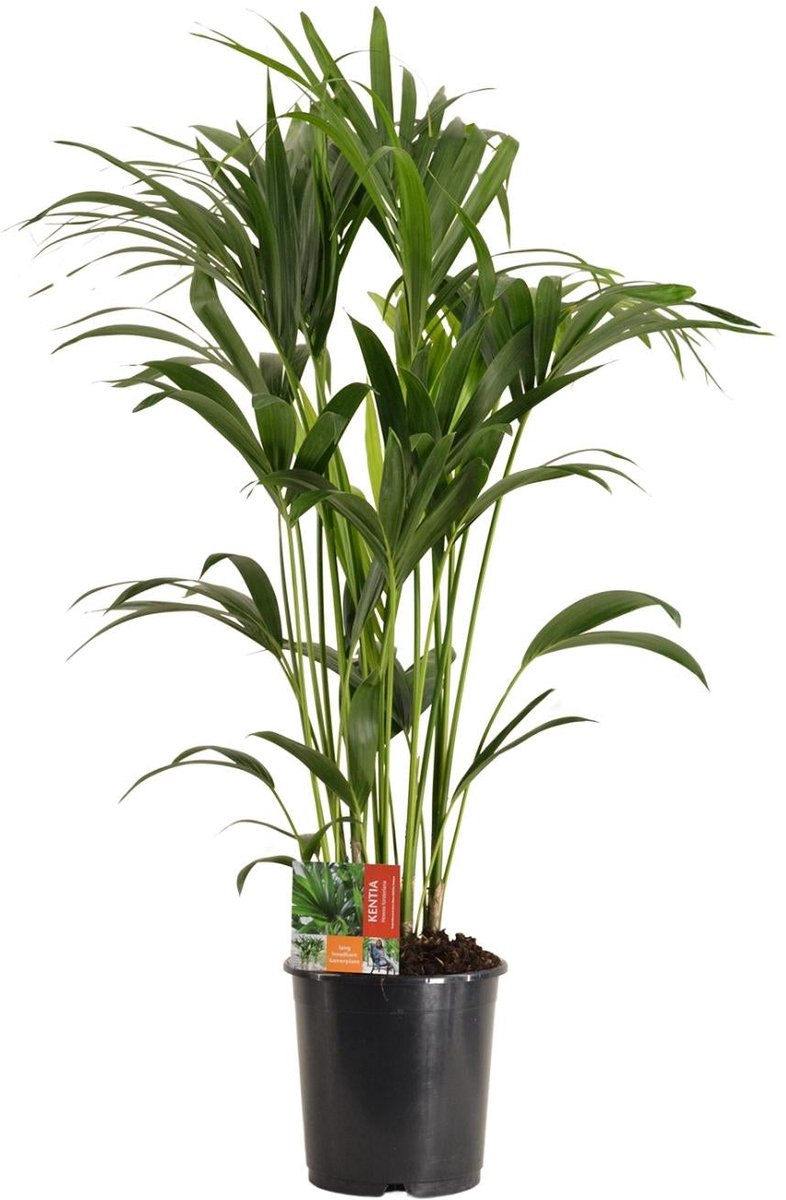 Howea Forsteriana - Ø24cm - 120cm