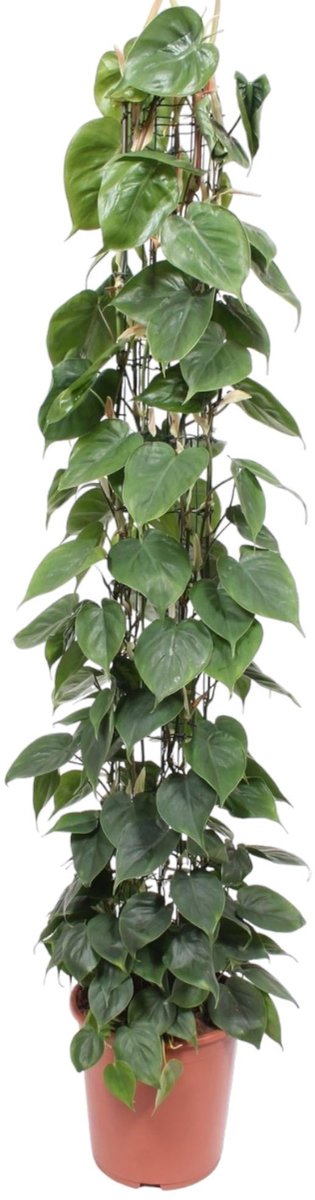 Philodendron Scandens gaasrek - 160 cm - ø27