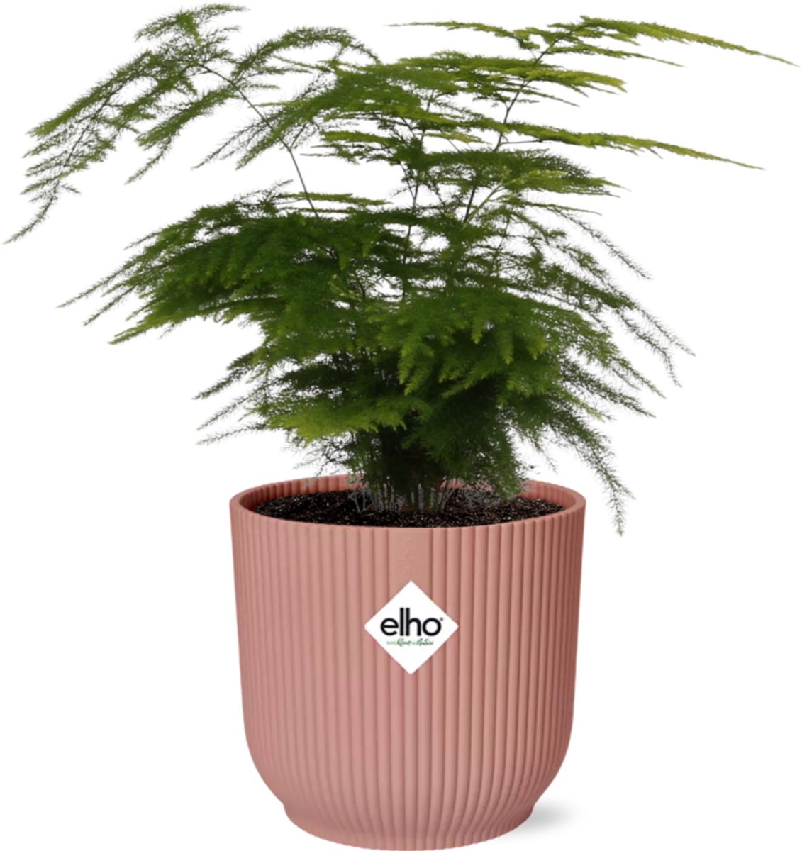 Asparagus Setaceus ‘Plumosus’ in ELHO Vibes Fold 14cm roze